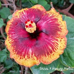 Taiwan Hibiscus Plant