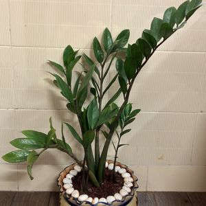 ZZ Plant (25”)