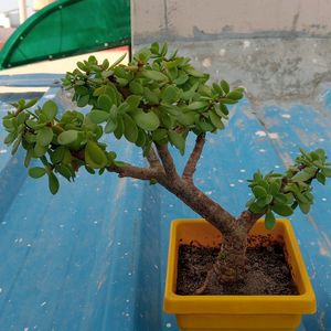 BONSAI KUBERAKSHI PLANTS