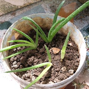 4 Baby Aloe Vera (Live Plants)