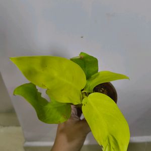 Golden Philodendron Pothos