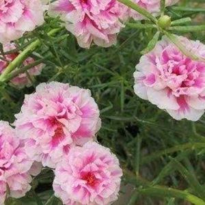 🎉Combo Of 4 Colours Portulaca Plants