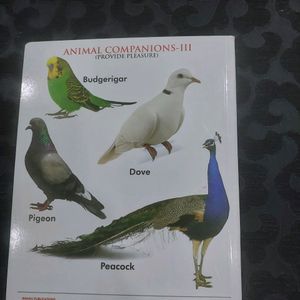 BOARD BOOK (DOMESTIC ANIMALS)