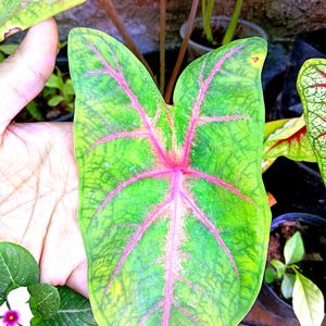 Caladium Plant