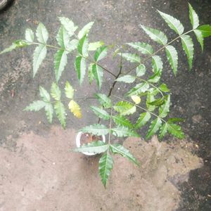 Healthy Neem Plant With Root