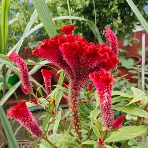 Red Velvet Flower  Plant