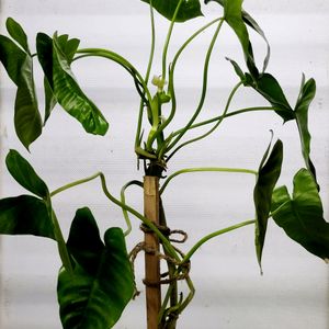 Philodendron Burle Marx [L]