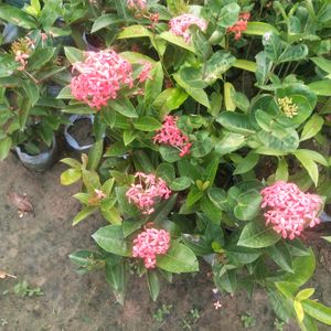 Beautifull Red Ixora ( Rangon ) Flower Plant