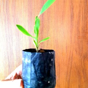 Lucky Bamboo Saplings 4