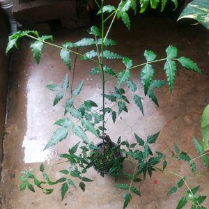 Fresh Nd Healthy Neem Plant With Root