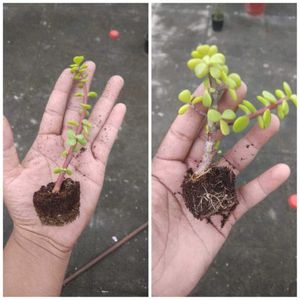 Jade Plant kuberakashi , Dhankuber live plants