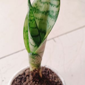 Snake/Sansiviera Plant