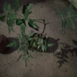 Healthy Neem Plant With Pot