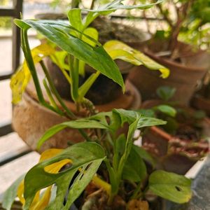 2 Broken Heart Stem Cuttings