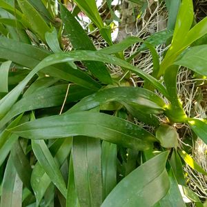 Dancing Lady Orchid Plant