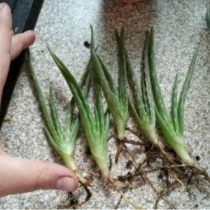 A Combo Of 4 Baby Aloe Vera Plants