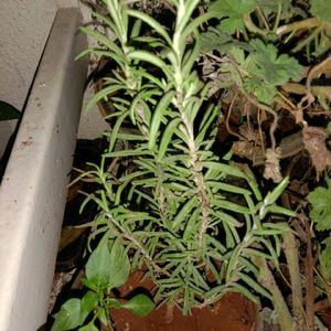 Rosemary Plant