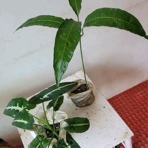 Set 2 Big Mango & SYNGONIUM WENDLANDII Plants