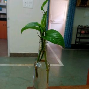 Rooted-Plant With Bottles