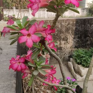 Adenium Sapling