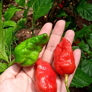 Freshly Grown Organic King Chillies (Ghost Chillies)