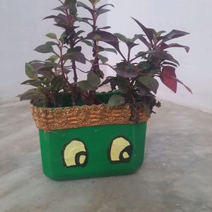 Mini Plant Indoor Outdoor Sutaible