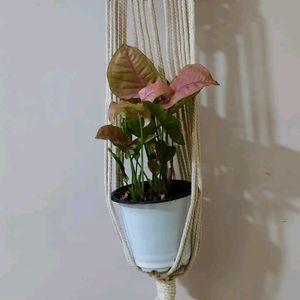 Wall Hanging