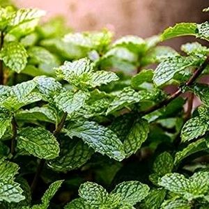 Mint Plant