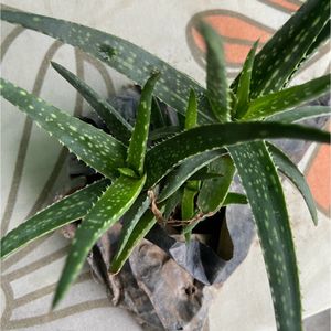 Aloe Healthy Succulent Plant