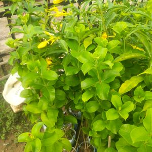 Yellow Almonda Flower Plant With Healthy Root