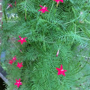 Red Cypress Vine Plant