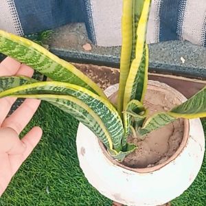 Healthy Rooted Snake Plant In Same Condition