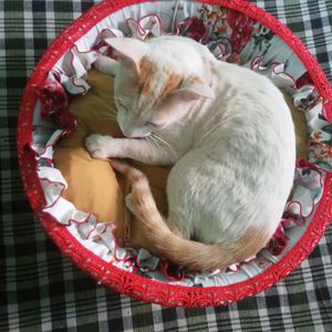 Cage Cat Bed And Small Puppy Be