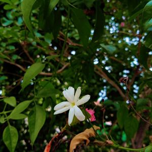 1Mogra, 2 Juhi, 3 Red Flower Vine Cuttings