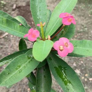 Euphorbia Flower (Pink Color💕)