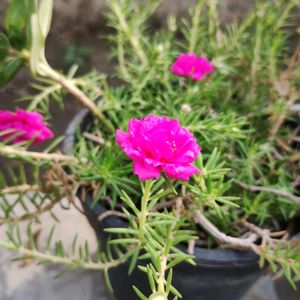 Portulaca Plant