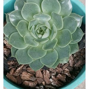 Echeveria