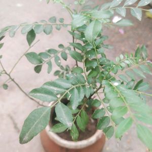 Curry Leaves Healthy Plant With Root