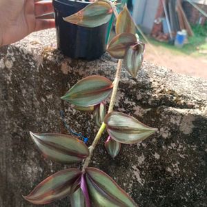 Wandering Jew Plant With Pot