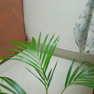 Areca Palm 2.5'