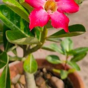 Adenium With Flowerand Buds