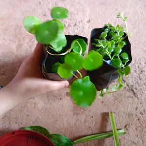 Tangled Heart  And Pennywort Plant