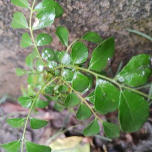 Sweet neem or curry leaves