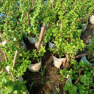 Jade Plant With Pot