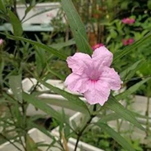Mexican Petunia Live Plant