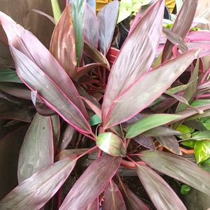 Cordyline Fruticosa Plant+ Caladium Plant Whole