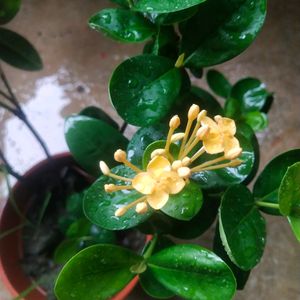 Beautiful Yellow Ixora ( Rangon ) Plant