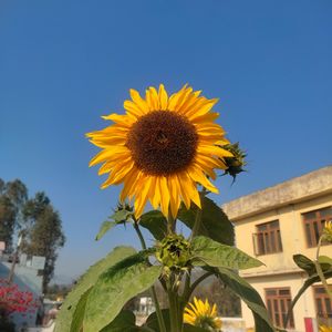 One Flower Of Sunflower (70-80 Seed )