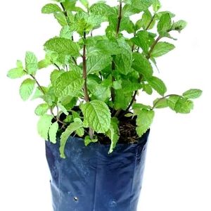 Mint Plant