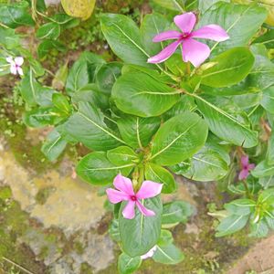 Rani Lily, Sadabhar Plant